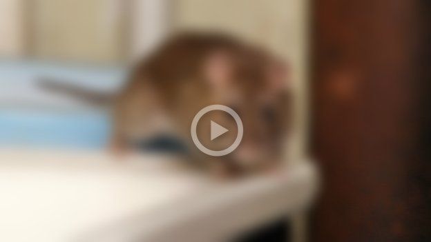 Filmaron una rata en una cocina de los médicos del Cullen