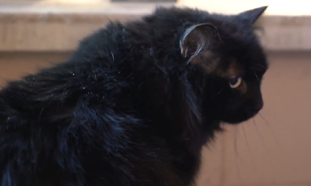 Una gata perdida reapareció luego de cinco años a más de 2000 kilómetros