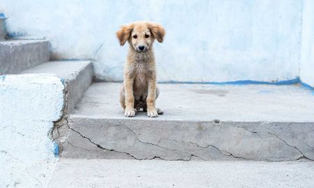 escucharon aullidos y rescataron a un perro que habia sido enterrado vivo en misiones escucharon aullidos y rescataron a un perro que habia sido enterrado vivo en misiones