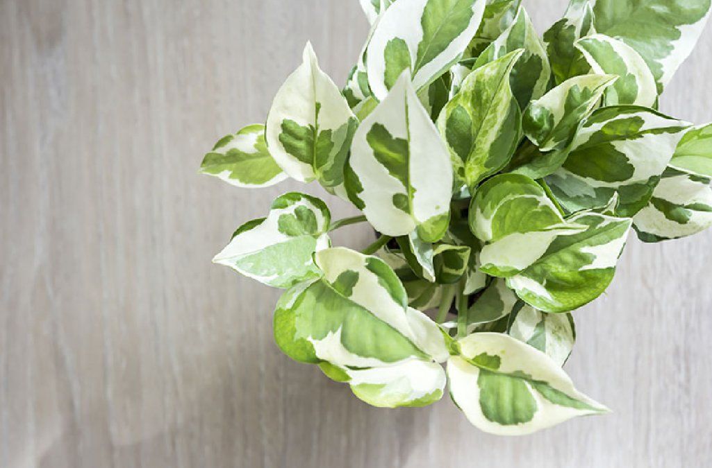 Es sencilla pero también muy bella y resistente