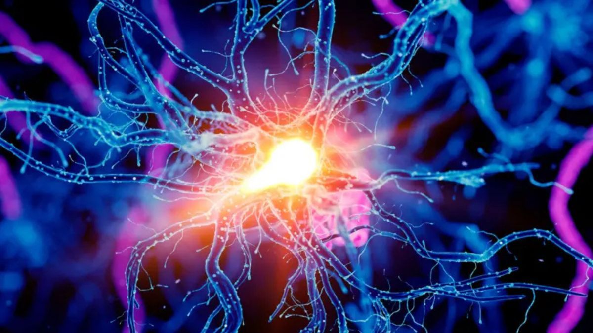 El locus coeruleus obtiene su color azul intenso de la producción del neurotransmisor noradrenalina. El locus coeruleus obtiene su color azul intenso de la producción del neurotransmisor noradrenalina.