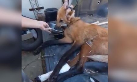 El animal fue curado y alimentado por los agentes de la guardia rural. El animal fue curado y alimentado por los agentes de la guardia rural.