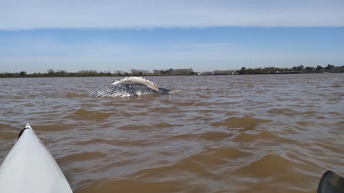 Hallaron a una ballena jorobada muerta en el Río de la Plata