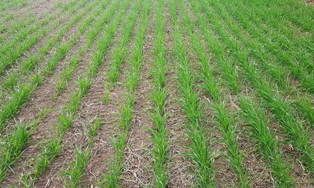 las lluvias beneficiaron al trigo en santa fe, pero con montos irregulares segun la region las lluvias beneficiaron al trigo en santa fe, pero con montos irregulares segun la region