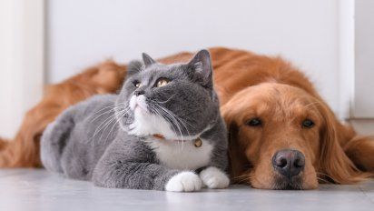 No son los 7 años: descubrí a qué edad real empieza la vejez en tu perro o gato