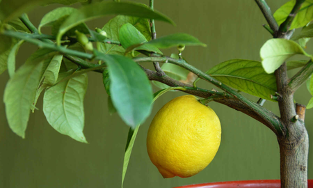 Limonero. Limonero.