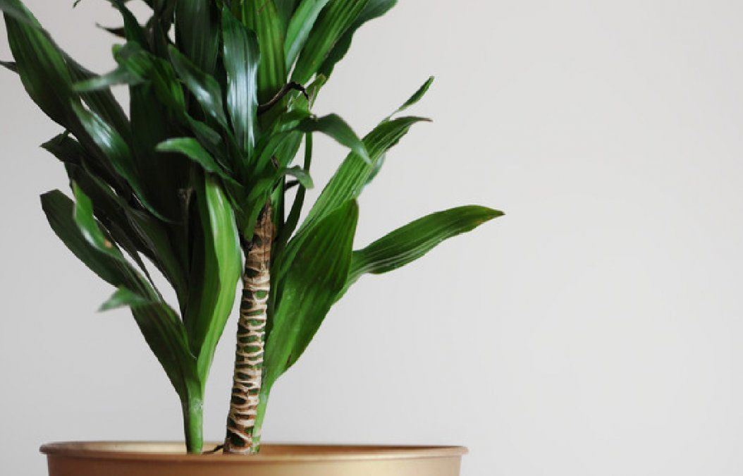 Palo de Brasil: cómo revivirlo y consejos para cuidarlo