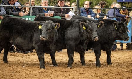 genetica, negocios y carne premium: asi sera la presencia de angus en expoagro 2026 genetica, negocios y carne premium: asi sera la presencia de angus en expoagro 2026