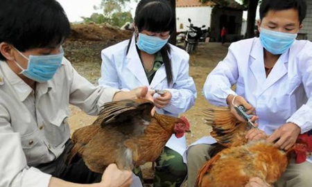 Expertos chinos que identificaron el covid-19 alertan sobre el virus de gripe aviar que ya contagió a siete personas Expertos chinos que identificaron el covid-19 alertan sobre el virus de gripe aviar que ya contagió a siete personas