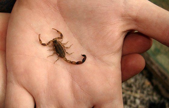 Dos niños en grave estado por picaduras de alacrán