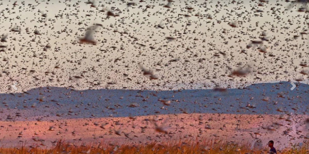 Etiop&iacute;a&nbsp;se sum&oacute; a la lista de pa&iacute;ses africanos en crisis por la plaga de langostas que azota parte del continente.&nbsp; AFP