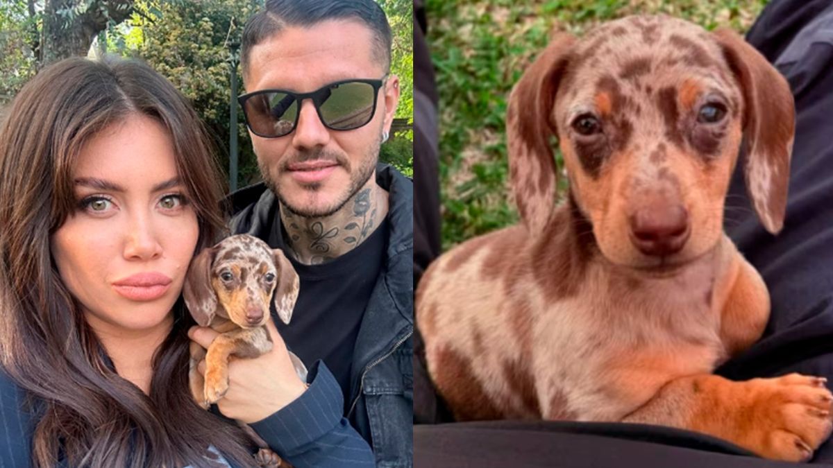 Se conoció el destino de la última mascota adoptada por la expareja.