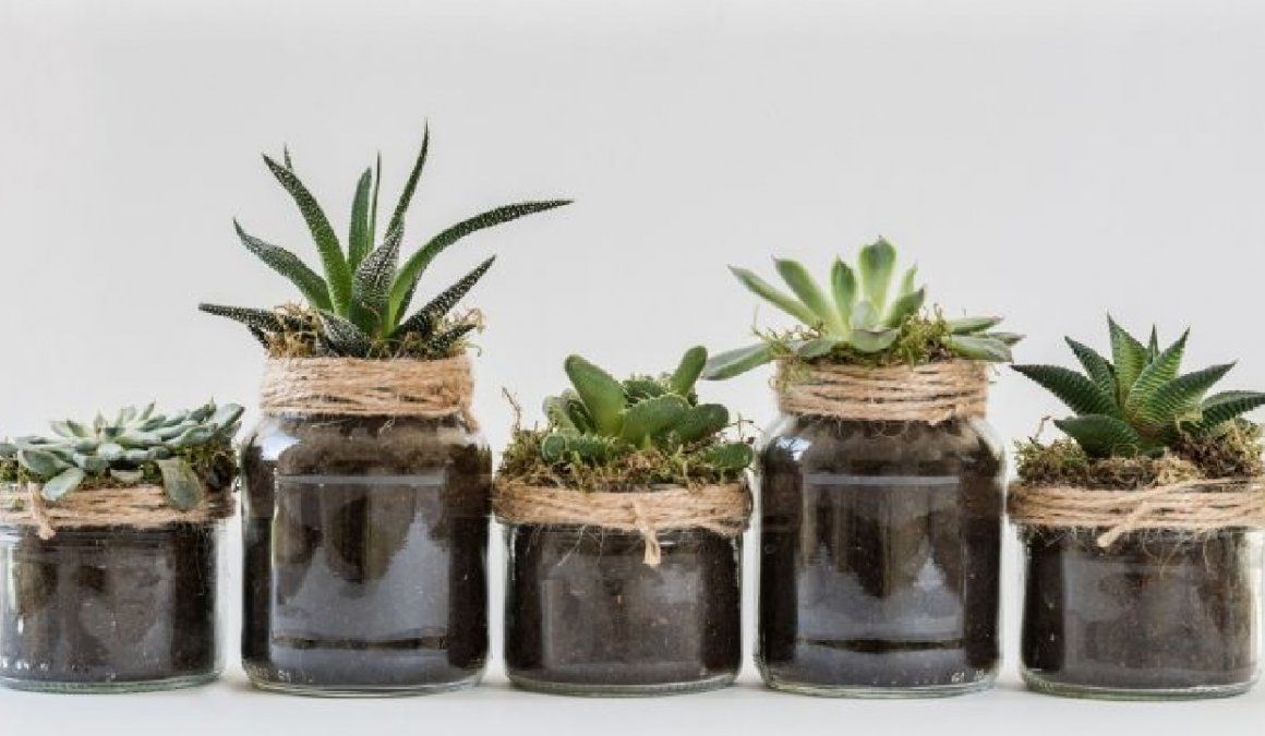 Truco para eliminar plagas&nbsp;