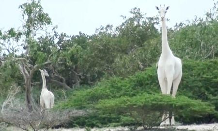 Este animal convive con una manada de jirafas comunes. Este animal convive con una manada de jirafas comunes.