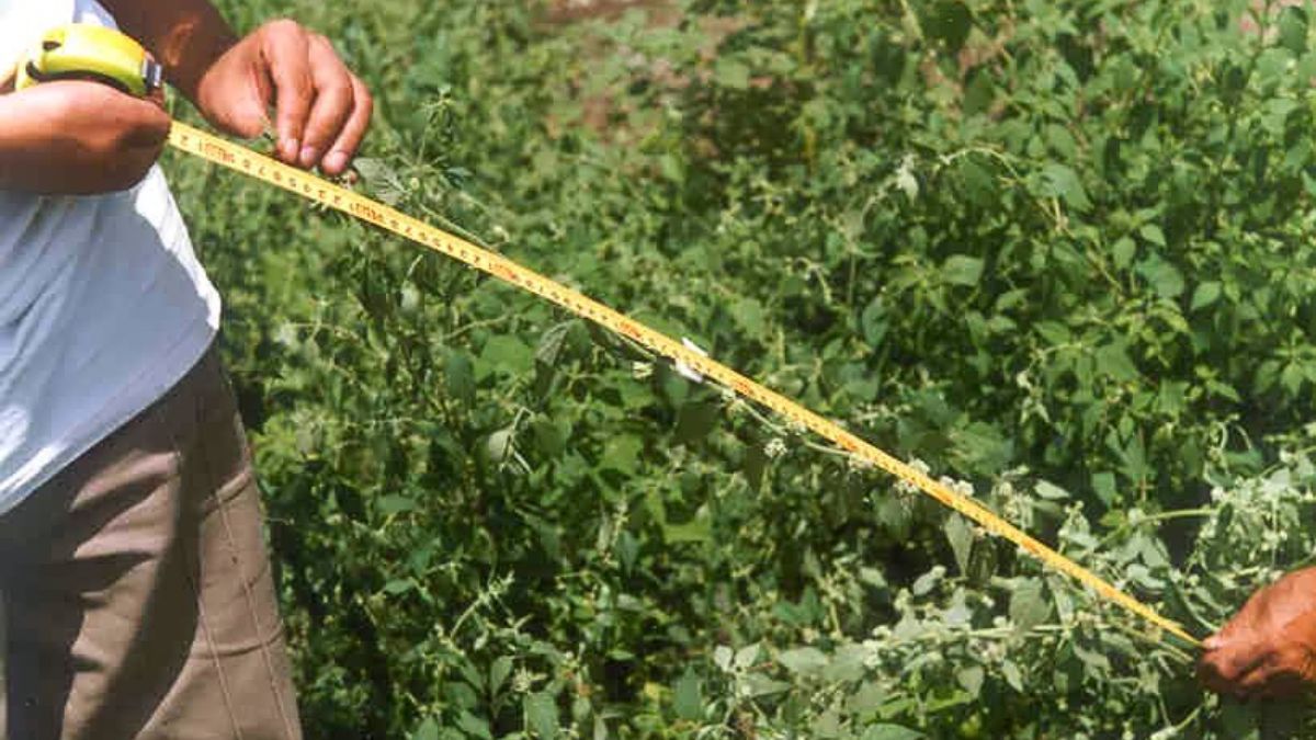 Desde la universidad impulsan un proyecto para avanzar en referenciación territorial de la especie, en colaboración con otras instituciones como el INTA.