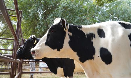 12.000 millones de litros de leche y la necesidad de adecuarse a la exportacion 12.000 millones de litros de leche y la necesidad de adecuarse a la exportacion