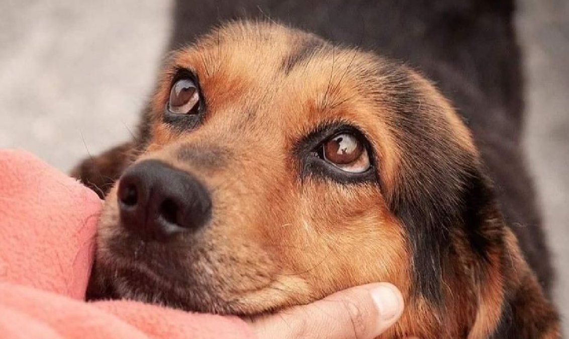 Una ONG que capacita a perros rescatados para dar apoyo emocional