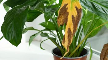 La detección temprana de las hojas amarillas es fundamental para intervenir a tiempo y salvar la planta del estrés térmico.