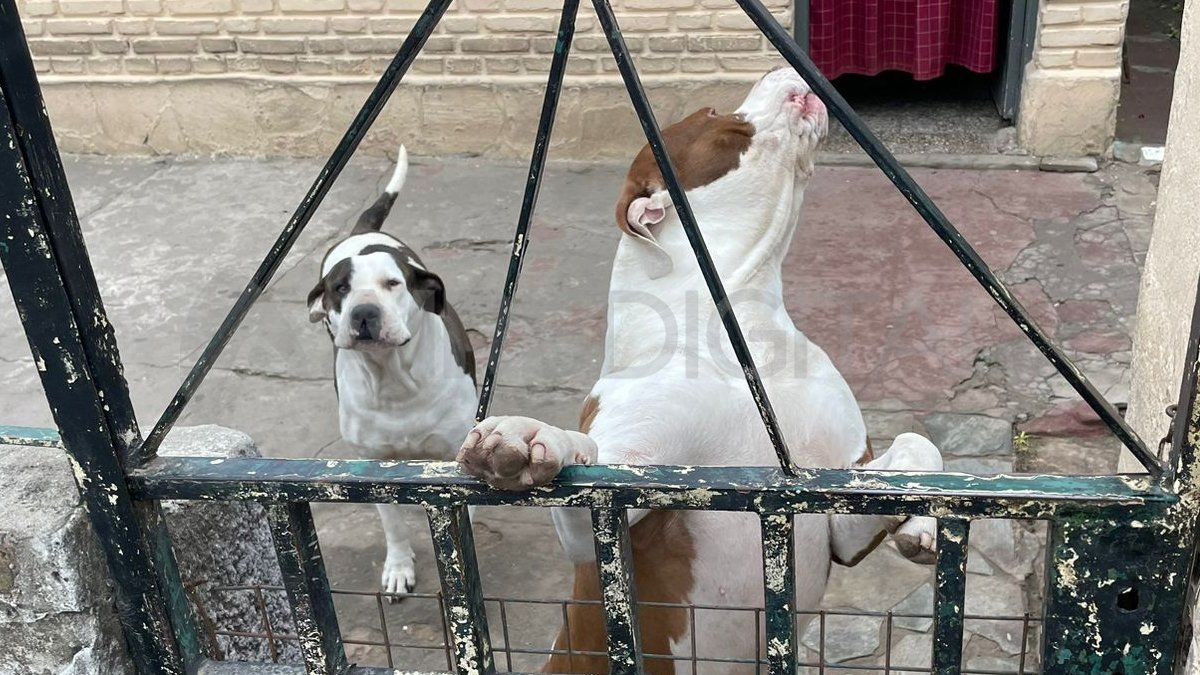 El pitbull que mordió a la nena y a la mujer se escapó del interior de la vivienda