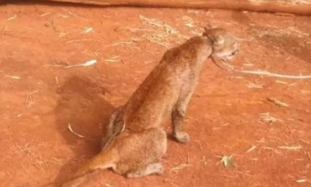 Tragedia en Corrientes: así intentan escapar yacarés con sus crías y pumas atrapados entre las llamas Tragedia en Corrientes: así intentan escapar yacarés con sus crías y pumas atrapados entre las llamas