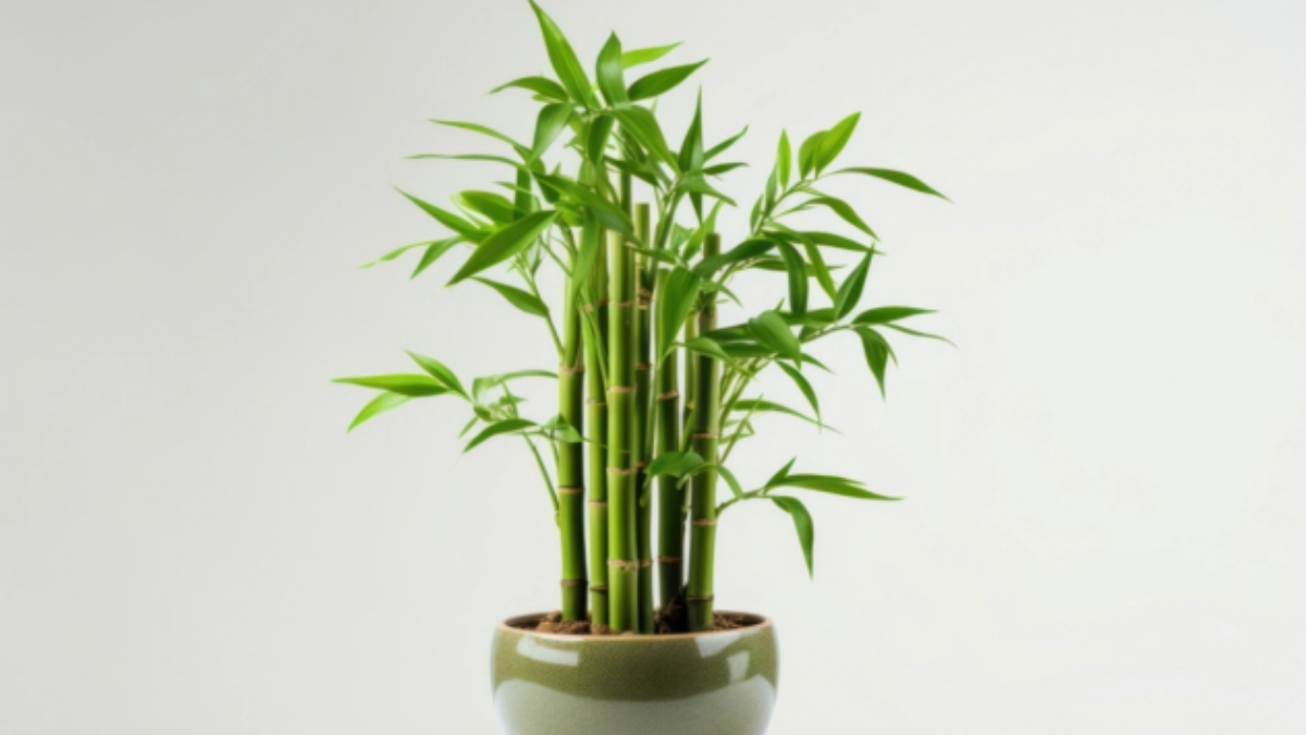 La planta bamboo de la suerte (Dracaena sanderiana) es ideal para los perros La planta bamboo de la suerte (Dracaena sanderiana) es ideal para los perros