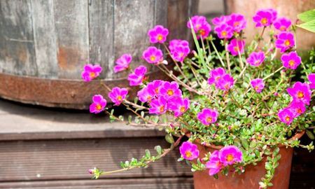 Una de las plantas más resistentes al calor del verano.