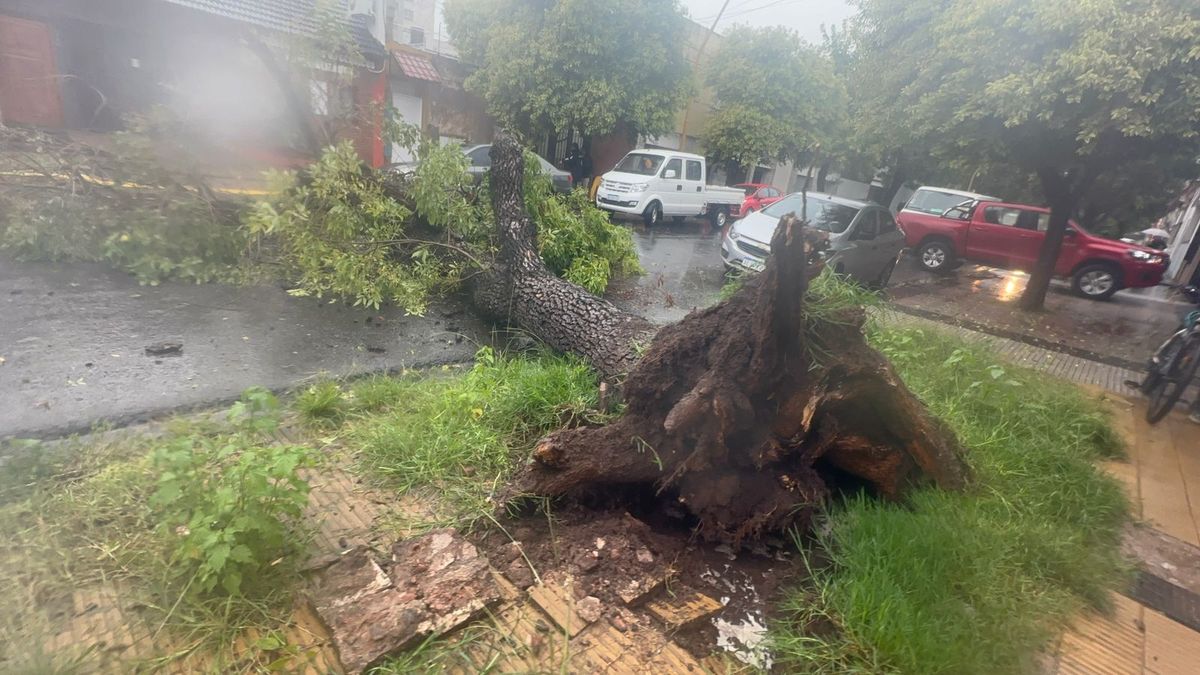 El árbol se desprendió de cuajo. El árbol se desprendió de cuajo.