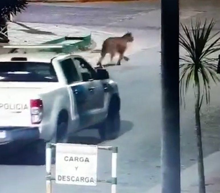 Villa Gesell: alerta en la ciudad tras la aparición de dos pumas sueltos