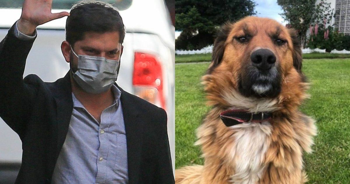 La mascota del nuevo presidente electo de Chile es furor en las redes.&nbsp;