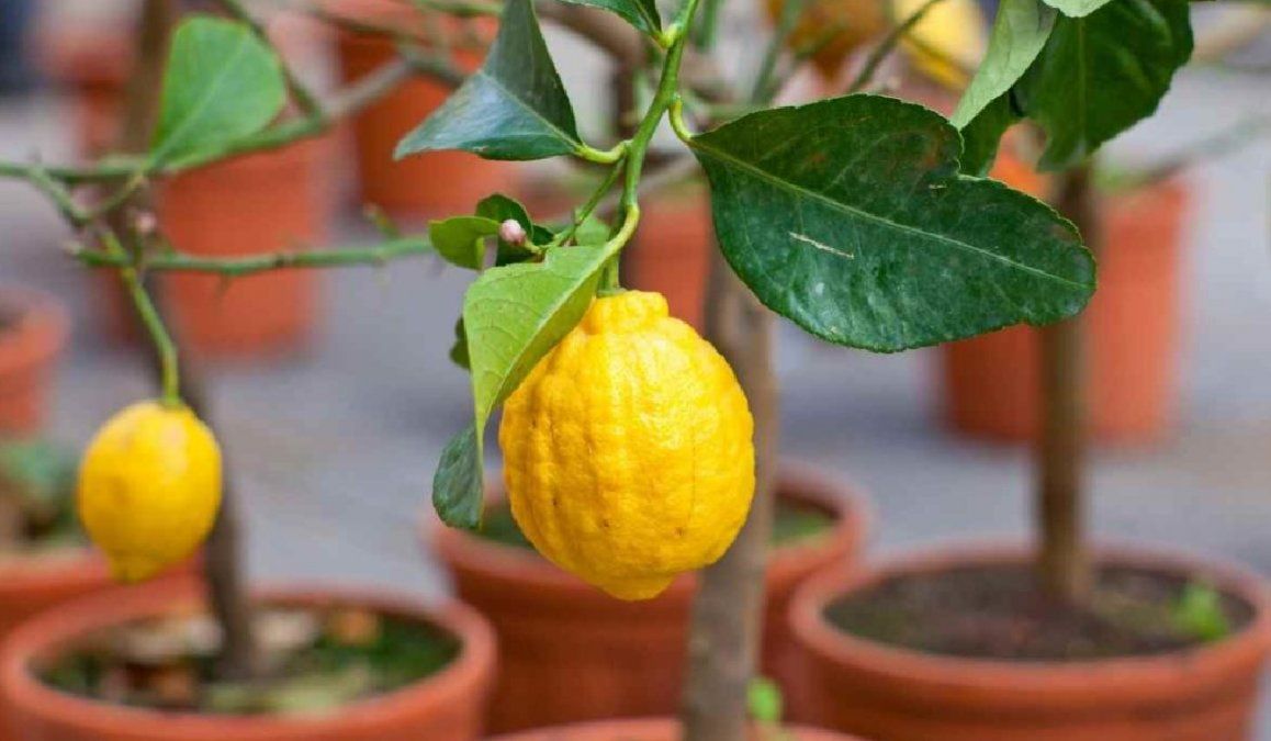 Cómo plantar un árbol de limón en casa en pocos pasos
