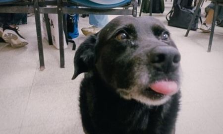 Vecinos denuncian que el dueño del perro que asesinó a Garrafa los entrenaba para atacar. Vecinos denuncian que el dueño del perro que asesinó a Garrafa los entrenaba para atacar.