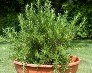 Además de ser un condimento infaltable en la cocina, el romero es valorado por sus propiedades antioxidantes y por ayudar a mejorar la concentración y la memoria. Además de ser un condimento infaltable en la cocina, el romero es valorado por sus propiedades antioxidantes y por ayudar a mejorar la concentración y la memoria.