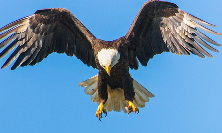 Cuál es el significado espiritual del águila Cuál es el significado espiritual del águila