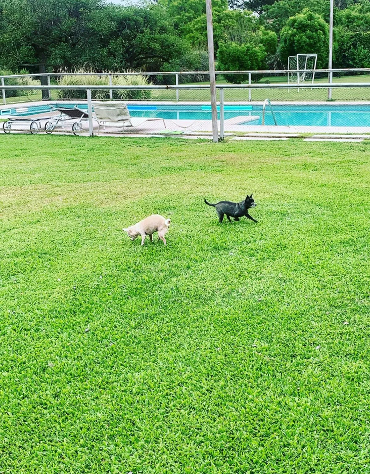 El jardín de Viviana Canosa.