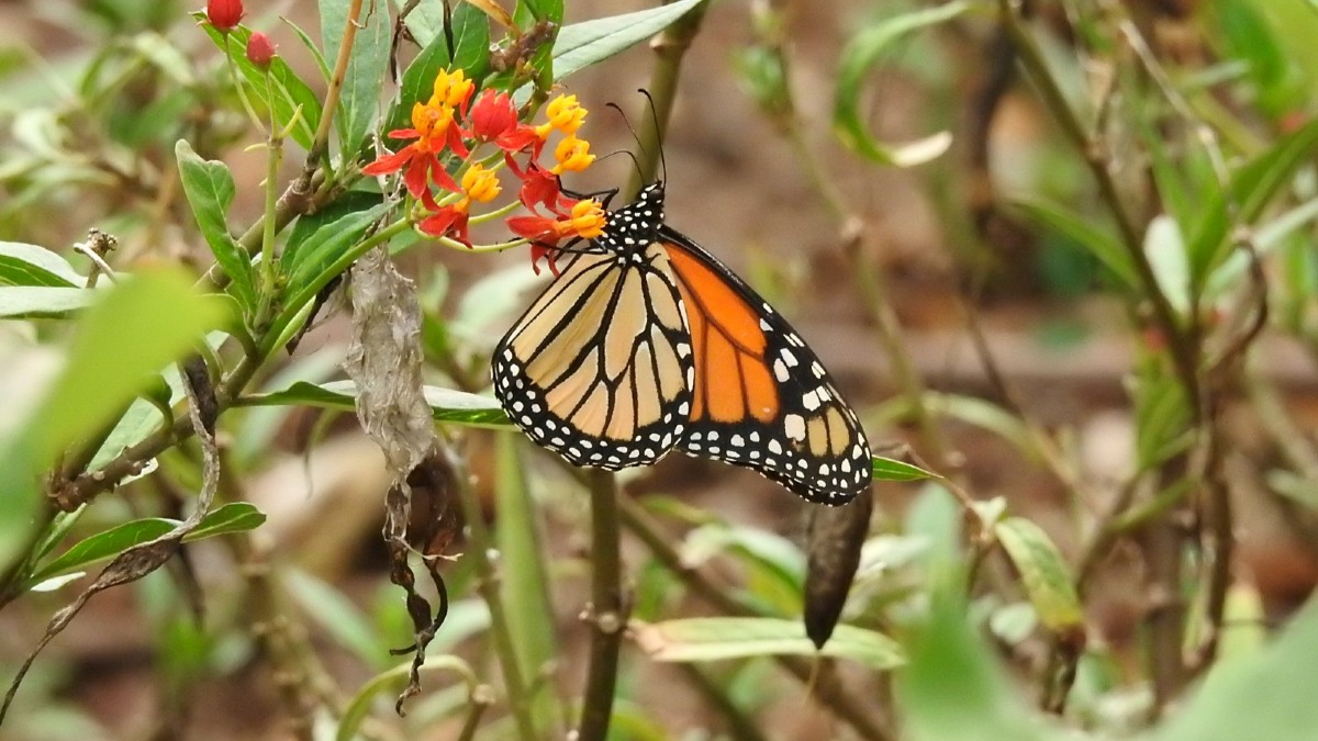Lograr un jardín lleno de vida es posible esta planta autóctona de Santa Fe funciona como refugio y alimento para cada mariposa que visita la región.