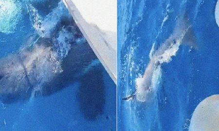 Video viral: varias orcas chocaron a un velero en la costa de España. Video viral: varias orcas chocaron a un velero en la costa de España.