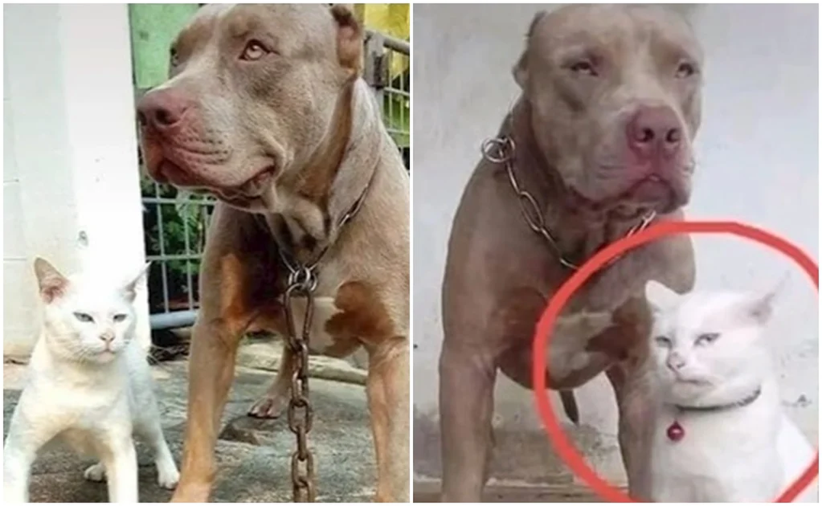 Hasta ladra: un gatito criado con perros se viraliza por actuar como pitbull