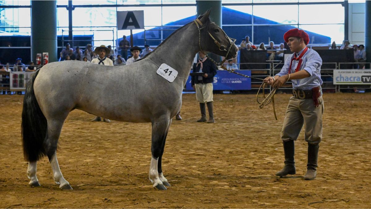 M&aacute;s de 20 caba&ntilde;as participar&aacute;n de la Exposici&oacute;n Nacional A de Caballos Criollos