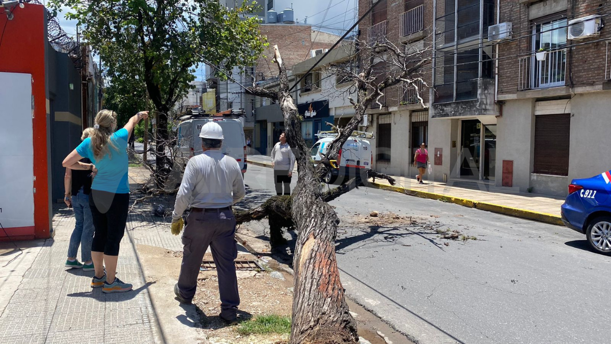 La caída del árbol generó caos en el tránsito del centro santafesino. La caída del árbol generó caos en el tránsito del centro santafesino.