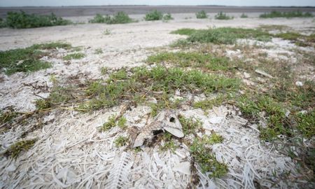 Las postales del lugar dan cuenta de la mortandad de peces y la falta de agua. Las postales del lugar dan cuenta de la mortandad de peces y la falta de agua.