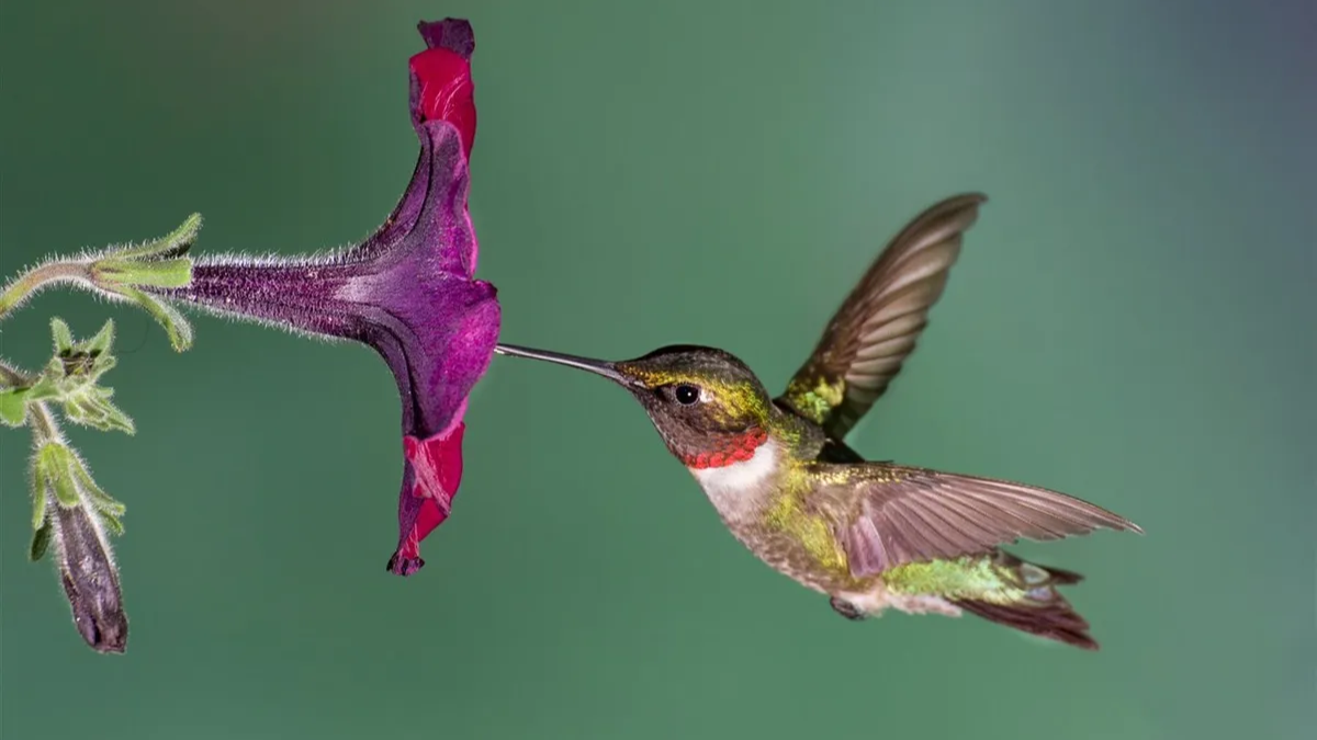 Cómo atraer a un colibrí hasta tu jardín o balcón