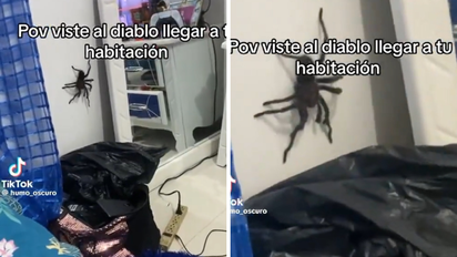 Viral en TikTok: encontró una araña gigante caminando en su casa y se hizo viral en redes
