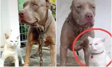 Hasta ladra: un gatito criado con perros se viraliza por actuar como pitbull Hasta ladra: un gatito criado con perros se viraliza por actuar como pitbull