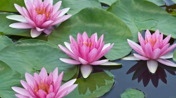 Los nenúfares son una de las plantas acuáticas más elegidas por sus flores y hojas flotantes.
