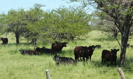 Aire de Santa Fe | GANADERIA EN EL ESPINAL.JPG