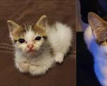 un hombre muestra el increible antes y despues de como luce su gata tras ser rescatada de la vida callejera un hombre muestra el increible antes y despues de como luce su gata tras ser rescatada de la vida callejera