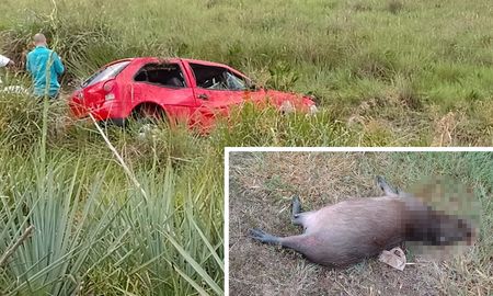 Corrientes: chocó contra un carpincho en la ruta, volcó y murió. Corrientes: chocó contra un carpincho en la ruta, volcó y murió.