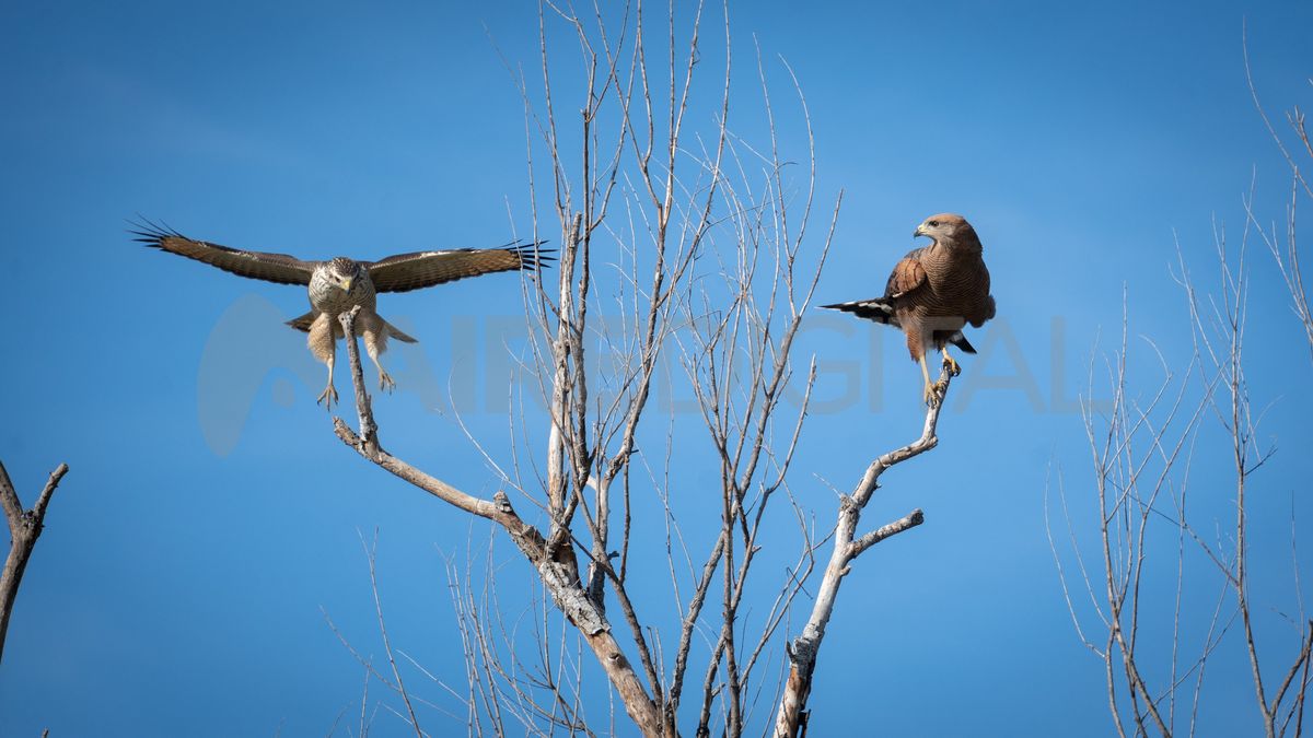 El trayecto del paseo está marcado por la presencia de diferentes especies de aves que dominan el paisaje.