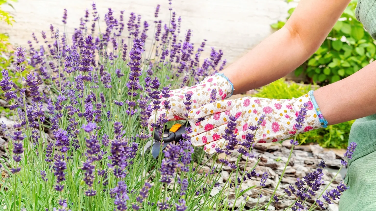 Si sembrás estas tres plantas en septiembre