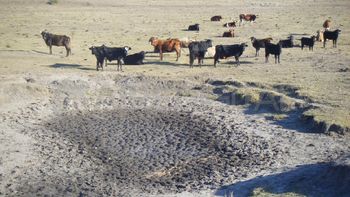La sequía empezó a tener su impacto en la ganadería, aunque recién se va a sentir en 2023.